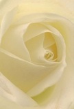 The camera's intimate perspective draws you into the gentle embrace of a cream-white rose, capturing the texture and mood as if from the heart of Hammersmith itself. The tightly spun petals unfurl with a softness that calls to mind morning dew settling over Ravenscourt Park. Between each fold, gentle shadows linger, adding depth and a sense of calm reminiscent of peaceful moments along the Thames embankment. The bloom glows with quiet luminosity, its nearly translucent edges whispering of fragility and fresh beginnings. This floral portrait hums with emotion-the kind that accompanies heartfelt sympathy, unspoken admiration, or warm wishes for a neighbour's milestone. As a local florist, I see this rose as a heartfelt expression that goes beyond words. Its delicate scent, barely noticeable yet always present, carries comfort and care, crafted by hands that know the importance of marking life's significant moments right here in the heart of Hammersmith.